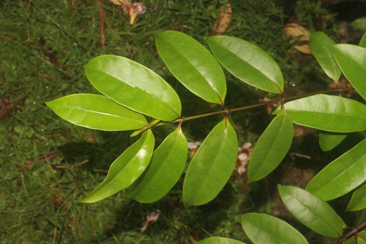 Strophanthus gratus (Wall. & Hook.) Baill.